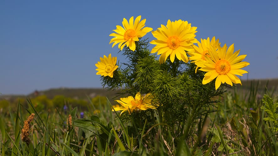 Wanderung zu den Adonisröschen