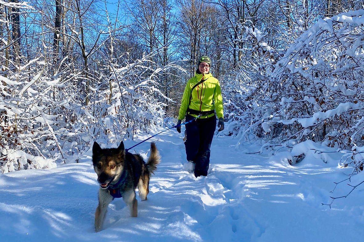Husky-Trekking Touren durch den Huywald
