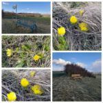 Das Adonisröschen – Frühlingserwachen am Kleinen Fallstein