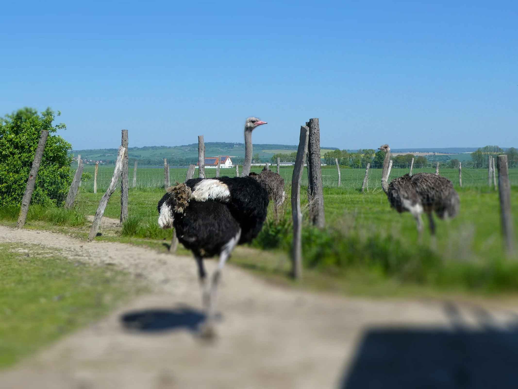 Straußenfarm Am großen Bruch