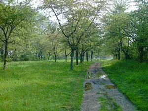 Ilse-Radweg