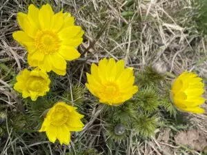 Das Adonisröschen – Frühlingserwachen am Fallstein